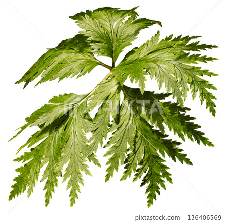 A green leaf with numerous fronds is shown against a white background. The leaf displays a natural shape with various leaflets emerging from the central stem A green leaf with numerous fronds is shown against a white background. The leaf displays a natural shape with various leaflets emerging from the central stem 136406569