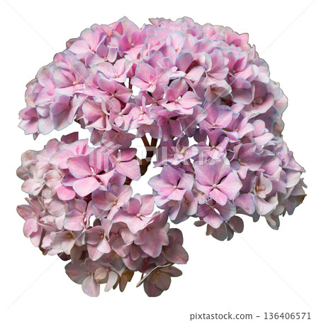 A cluster of bright pink hydrangea flowers is shown against a clear background. The flowers are grouped together with green stems, ready for various designs or projects 136406571