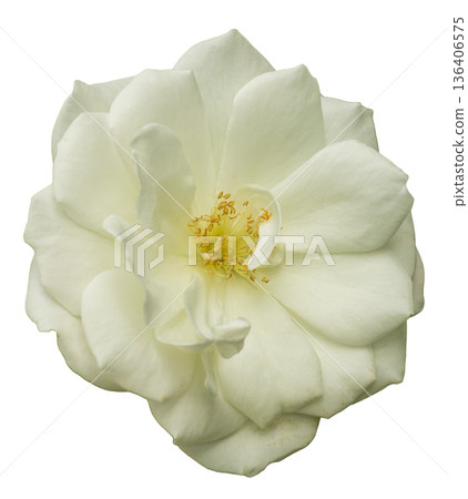 A white rose sits on a white background. The flower displays delicate petals with a center filled with yellow stamens. No leaves or stems are visible A white rose sits on a white background. The flower displays delicate petals with a center filled with yellow stamens. No leaves or stems are visible 136406575