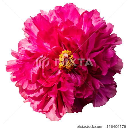 The scene shows a bright pink flower with many layers of petals and a yellow center. The flower stands out with its vibrant colors and shapes, perfect for decoration or design use 136406576