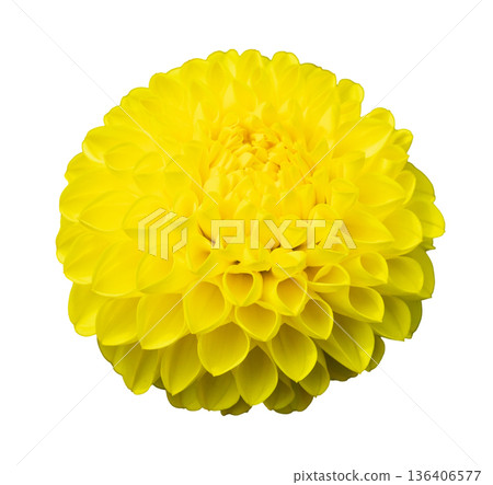 Bright yellow flower on white background features a round shape with layered petals. This flower is suitable for various design projects and creative uses Bright yellow flower on white background features a round shape with layered petals. This flower is suitable for various design projects and creative uses 136406577