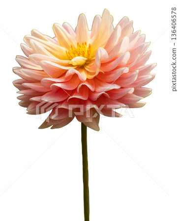 A pink flower with many layered petals stands tall on a green stem. The bloom features soft colors and a round shape. It represents nature's beauty and simplicity A pink flower with many layered petals stands tall on a green stem. The bloom features soft colors and a round shape. It represents nature's beauty and simplicity 136406578