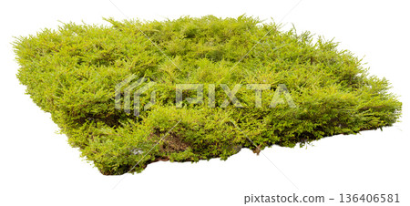 This green moss mat shows a dense layer of moss that can be used for landscaping, craft projects, or as decoration. The cut-out background makes it easy to add to designs 136406581