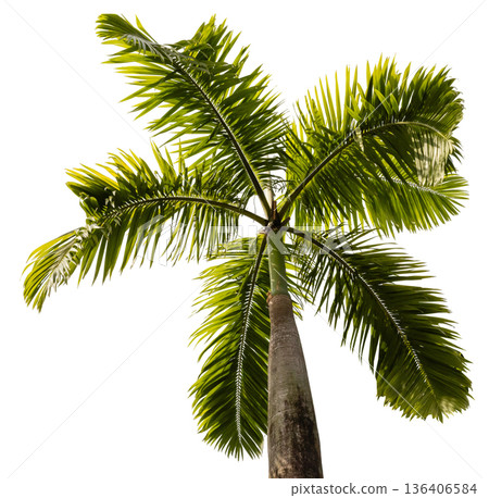 The image shows a tall palm tree viewed from underneath, capturing the green fronds and the trunk. The background is white, emphasizing the tree's shape 136406584