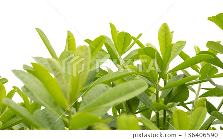 Green leaves are arranged closely together, forming a lush and vibrant appearance. The plant shows various shapes and sizes of leaves that create a lively visual effect 136406590