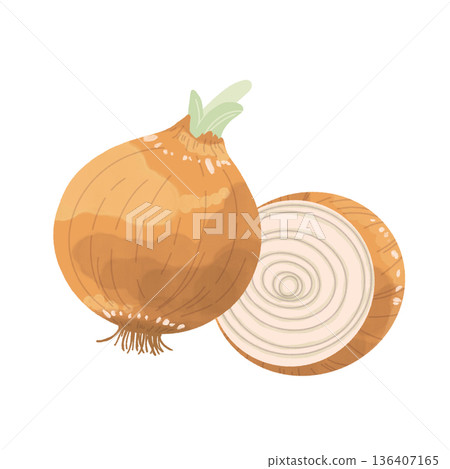 Onion illustration Onion illustration 136407165
