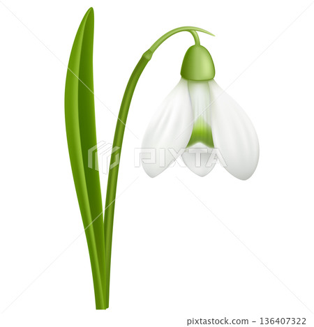Snowdrop Flower Isolated on White Background 136407322