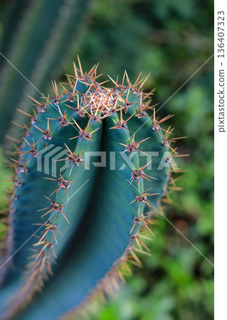 Close up house plant cactus on nature background. 136407323