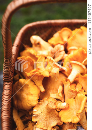 Chanterelle mushrooms overflowing from a basket 136407407