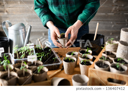 Farmer hands working with young tomato and pepper plants Farmer hands working with young tomato and pepper plants 136407412