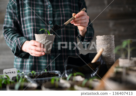 Female hands holding peat cup with young vegetable plant Female hands holding peat cup with young vegetable plant 136407413