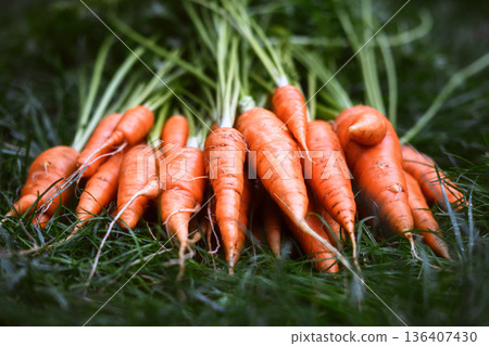 Group of carrots with greens laid on lawn Group of carrots with greens laid on lawn 136407430