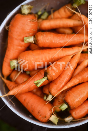 Organic carrots arranged in metal bowl Organic carrots arranged in metal bowl 136407432