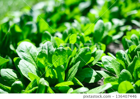 Vibrant spinach foliage growing naturally in garden bed 136407446