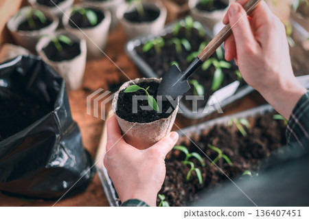 Woman planting pepper seedling into peat pot on wooden table 136407451