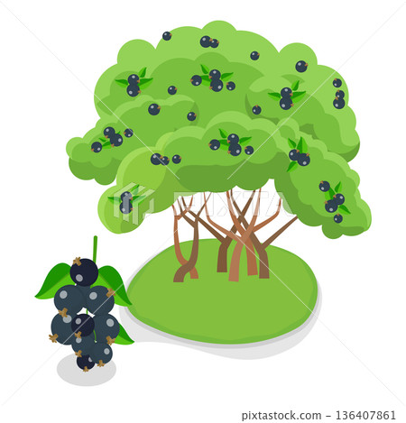 3D Isometric Flat  Illustration of Organic Fruits and Berries. Item 5 136407861