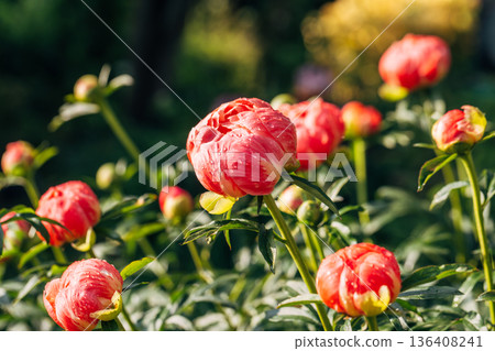 Herbaceous peony Coral charm in flowers garden 136408241
