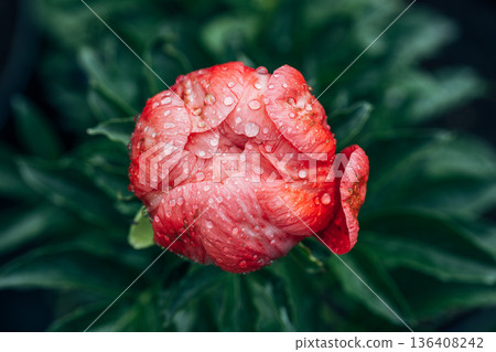 Herbaceous peony Coral charm in flowers garden 136408242