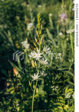 Camassia leichtlinii Caerulea flower in a garden 136408259