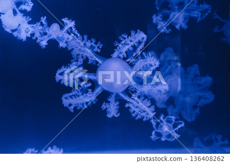 underwater photos of jellyfish marble jellyfish lychnorhiza lucerna underwater photos of jellyfish marble jellyfish lychnorhiza lucerna 136408262