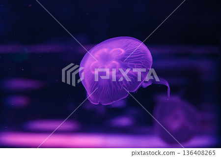 underwater photos of jellyfish aurelia aurita underwater photos of jellyfish aurelia aurita 136408265