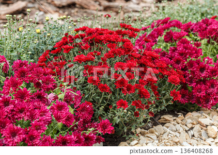 Beautiful chrysanthemum bushes yellow, red, white, pink, red colors Beautiful chrysanthemum bushes yellow, red, white, pink, red colors 136408268