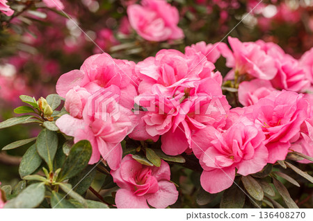 Beautiful blooming pink Azalea bushes Beautiful blooming pink Azalea bushes 136408270