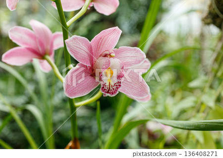 Beautiful blooming orchids of different colors Beautiful blooming orchids of different colors 136408271