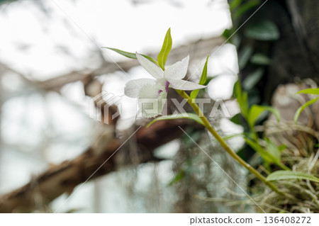 Beautiful blooming orchids of different colors 136408272