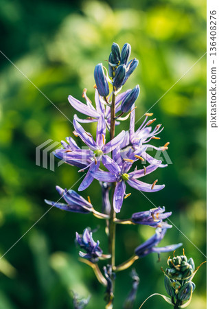 Camassia leichtlinii Caerulea flower in a garden 136408276