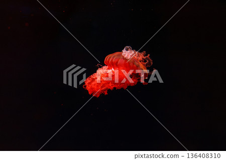 underwater photography of beautiful purple striped jellyfish Chrysaora colorata 136408310