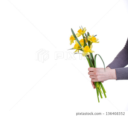 beautiful yellow flowers daffodils in the hands of a girl on a white background beautiful yellow flowers daffodils in the hands of a girl on a white background 136408352
