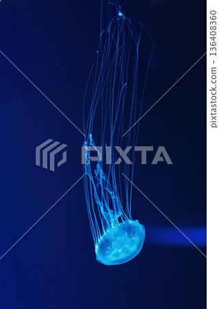 Macro shot of Chrysaora quinquecirrha underwater 136408360