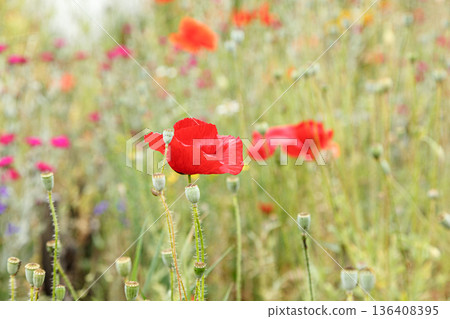 Beautiful flowers red poppies Beautiful flowers red poppies 136408395