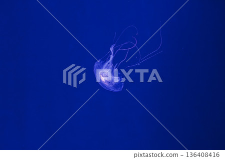 underwater shooting of beautiful Amakusa Jellyfish small (Sanderia Malayensis) 136408416