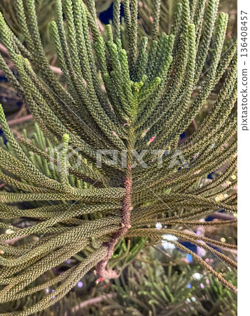 Macro close up of tropical conifer branch texture Macro close up of tropical conifer branch texture 136408457
