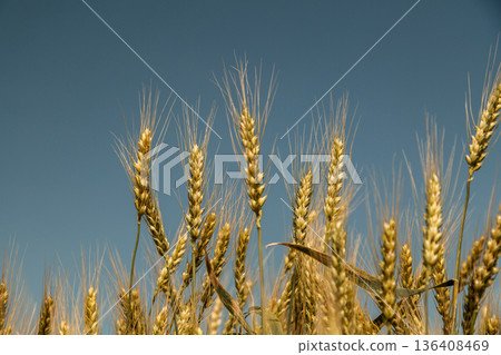 Close up of ripe wheat ears against beautiful sky with clouds. Close up of ripe wheat ears against beautiful sky with clouds. 136408469