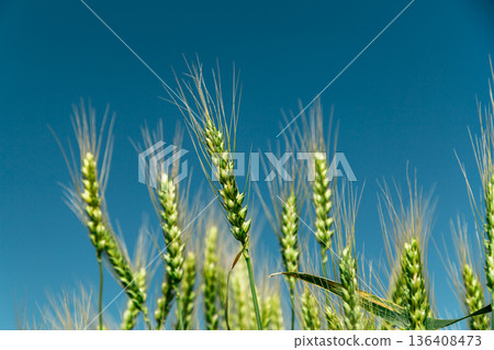 Close up of ripe wheat ears against beautiful sky with clouds. Close up of ripe wheat ears against beautiful sky with clouds. 136408473