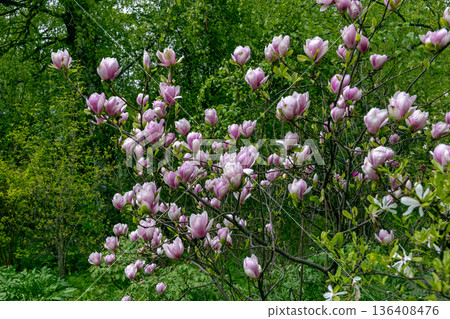 Bloomy magnolia tree with big pink flowers 136408476