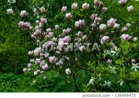 Bloomy magnolia tree with big pink flowers 136408478