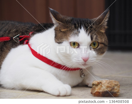 A cat on a walk wearing a harness (on alert with squid ears) 136408508