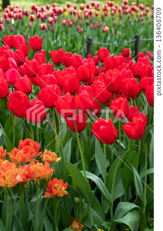 Red and orange tulips, flowers along pathway. Green trees in background. 136408709