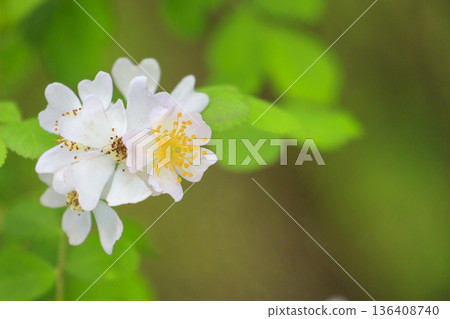 Wild rose flowers blooming in the forest in early summer Wild rose flowers blooming in the forest in early summer 136408740