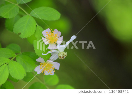 Wild rose flowers blooming in the forest in early summer Wild rose flowers blooming in the forest in early summer 136408741