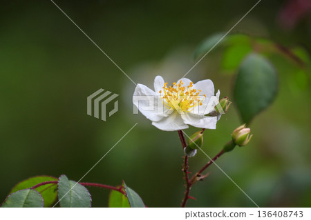 Wild rose flowers blooming in the forest in early summer Wild rose flowers blooming in the forest in early summer 136408743