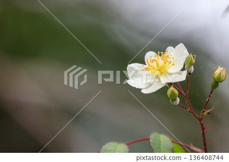 Wild rose flowers blooming in the forest in early summer Wild rose flowers blooming in the forest in early summer 136408744