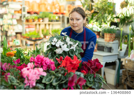 in flower shop, woman worker examines Cyclamen in flower shop, woman worker examines Cyclamen 136408860