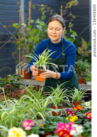 Female customer choosing pot of spider plant in container garden shop 136408889