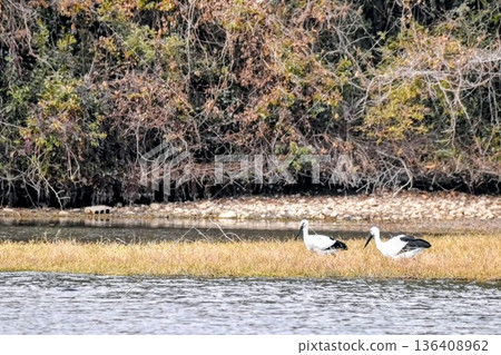 Stork Stork 136408962