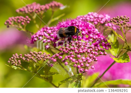 Nature in East Flanders 136409291